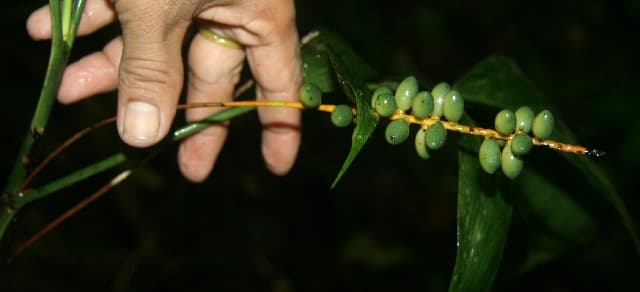 Botanical specimen of Chamaedorea Dammeriana.
