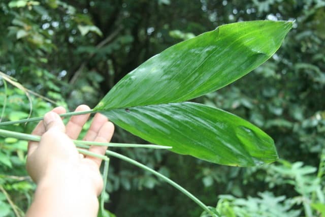 Botanical specimen of Chamaedorea Dammeriana.