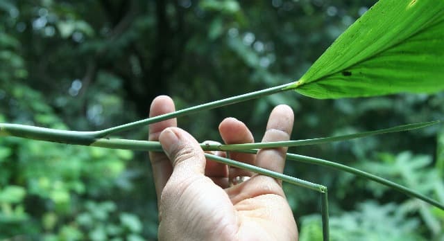 Botanical specimen of Chamaedorea Dammeriana.