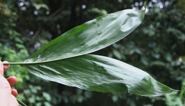 Botanical specimen of Chamaedorea Dammeriana.