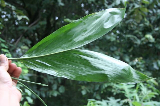 Botanical specimen of Chamaedorea Dammeriana.