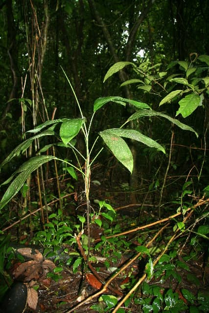 Botanical specimen of Chamaedorea Dammeriana.