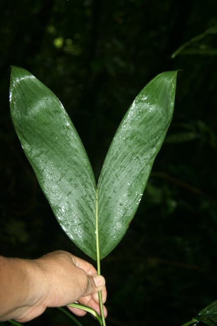 Botanical specimen of Chamaedorea Dammeriana.