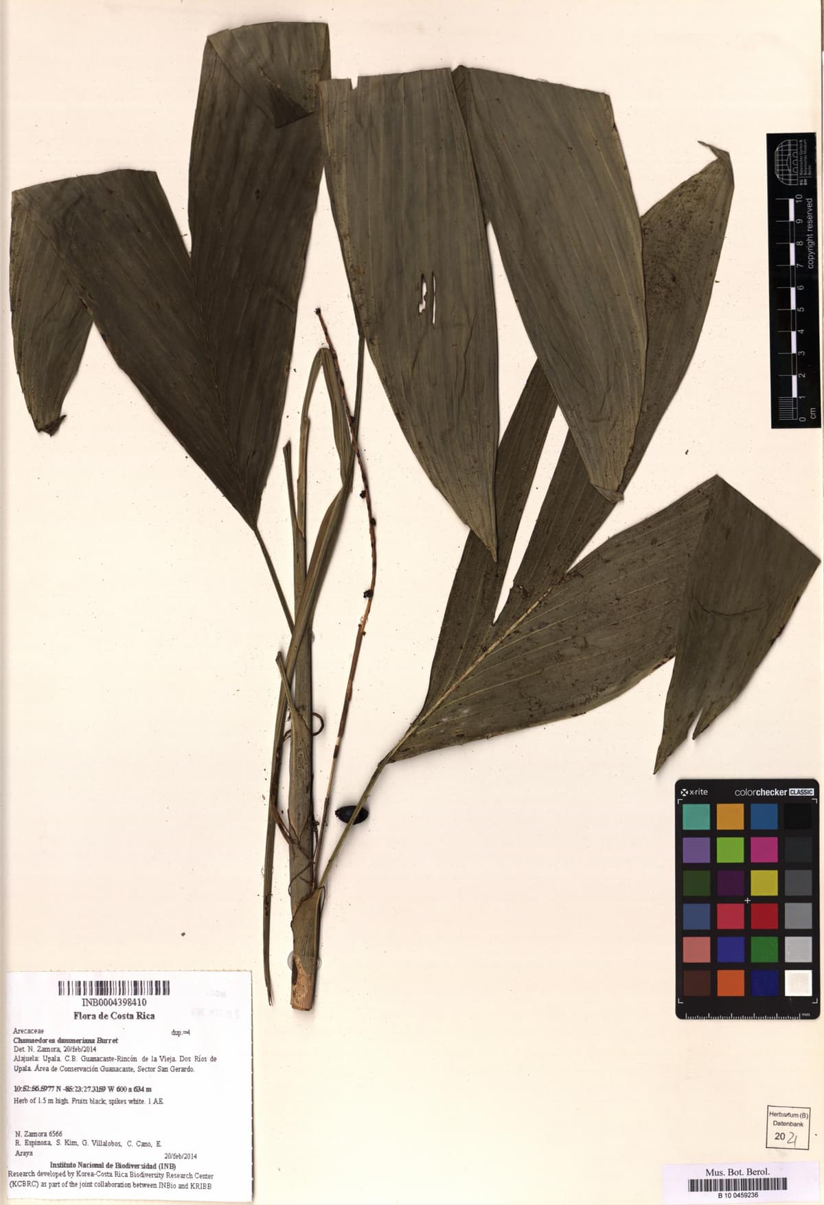 Botanical specimen of Chamaedorea Dammeriana.