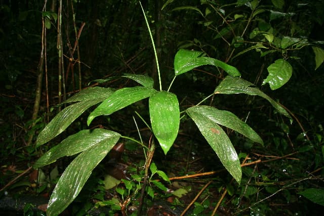 Botanical specimen of Chamaedorea Dammeriana.