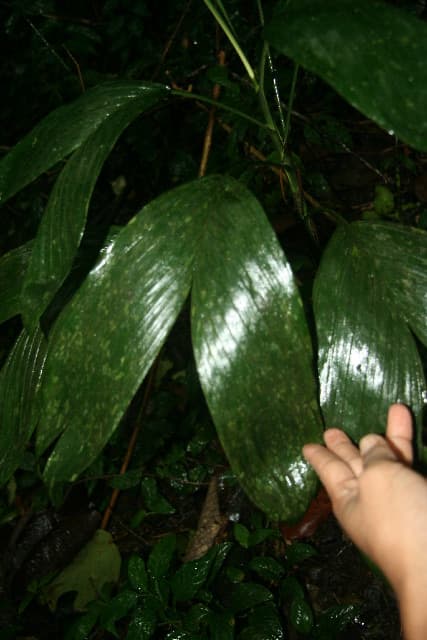 Botanical specimen of Chamaedorea Dammeriana.