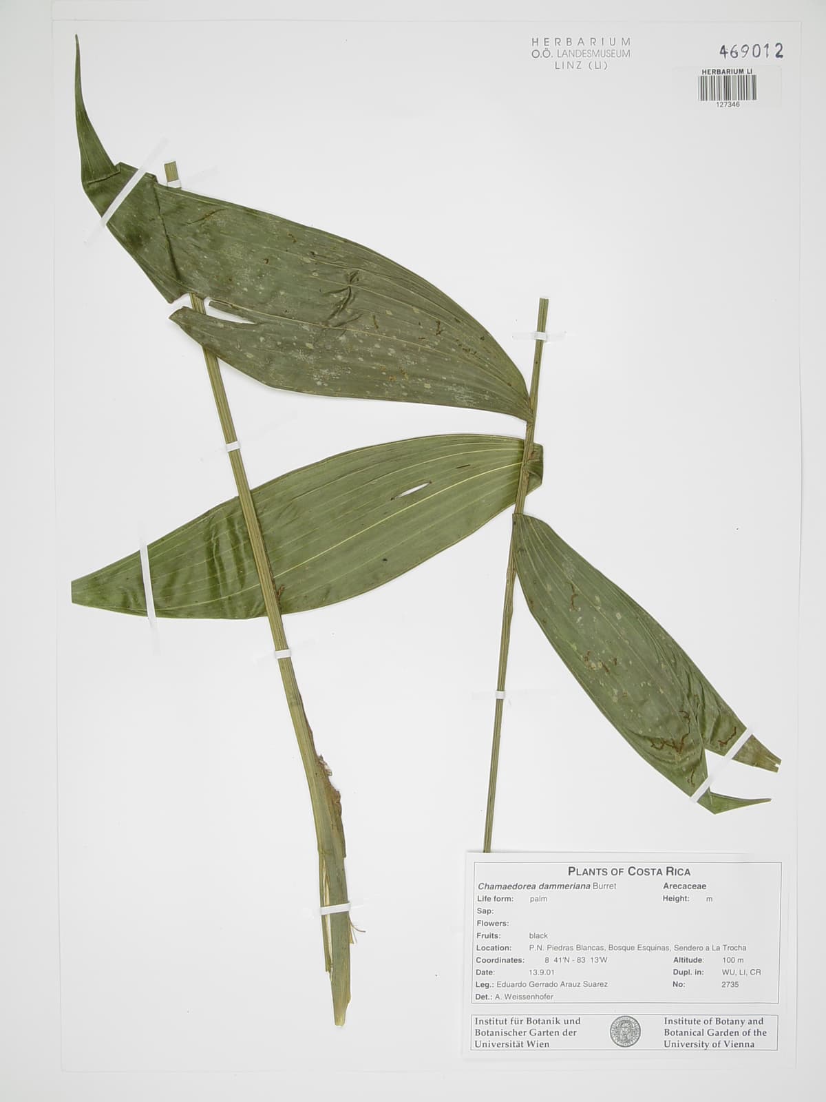 Botanical specimen of Chamaedorea Dammeriana.