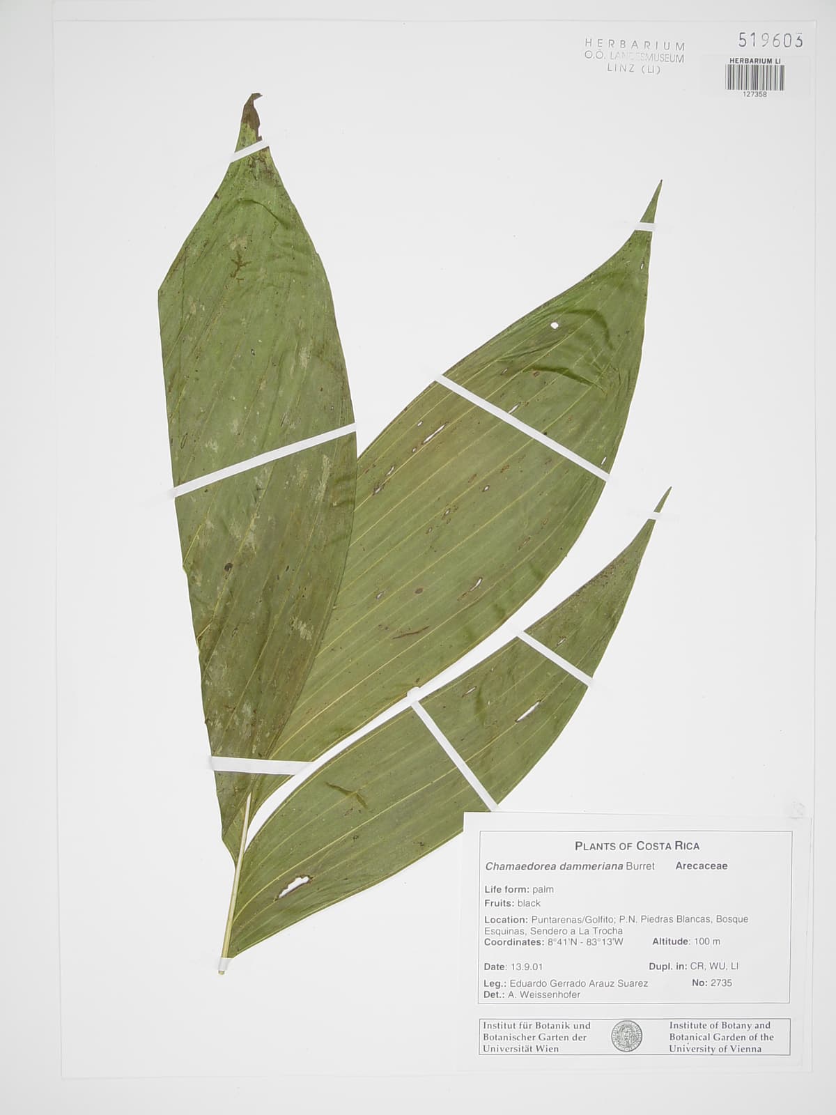 Botanical specimen of Chamaedorea Dammeriana.
