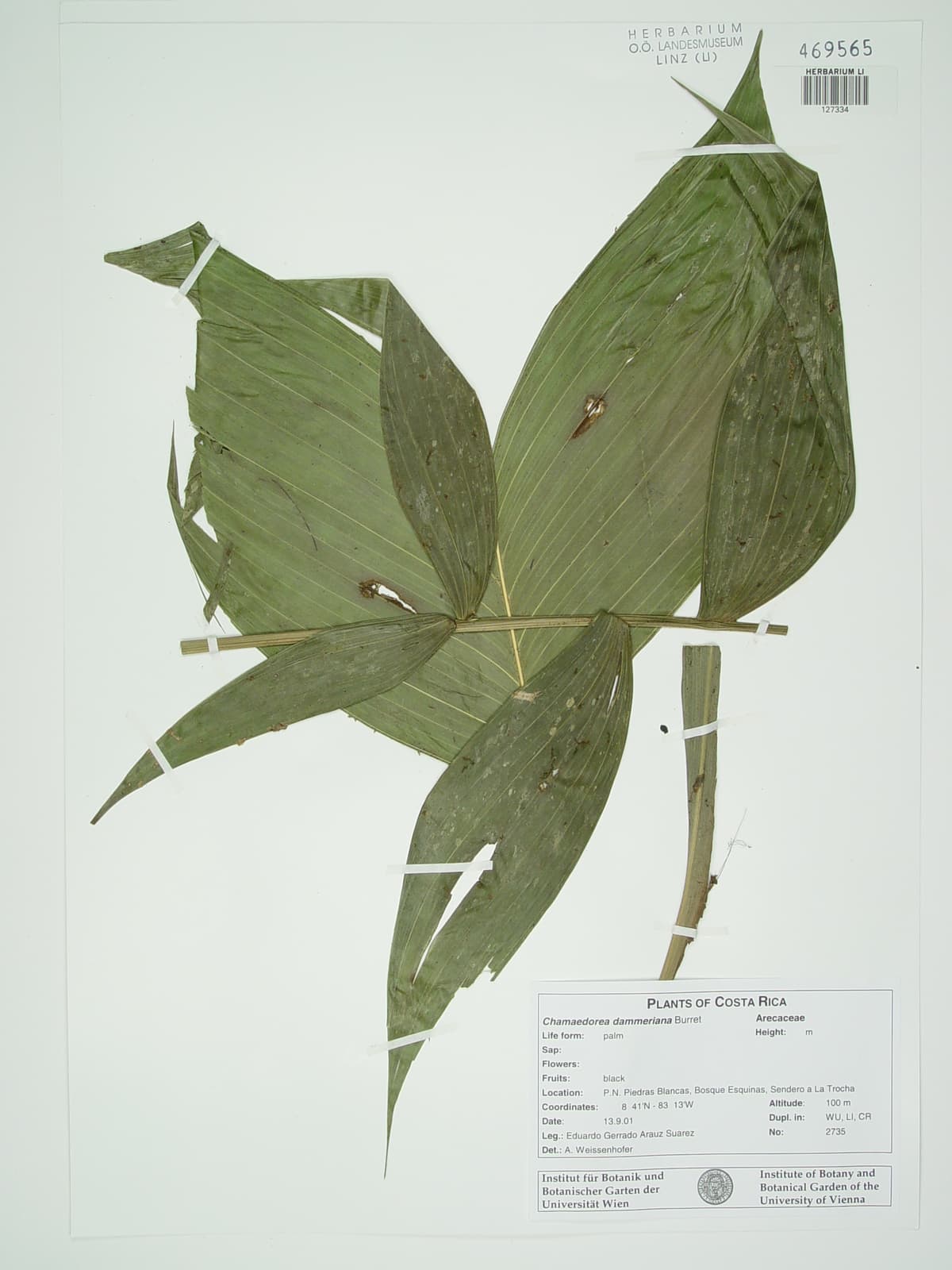 Botanical specimen of Chamaedorea Dammeriana.