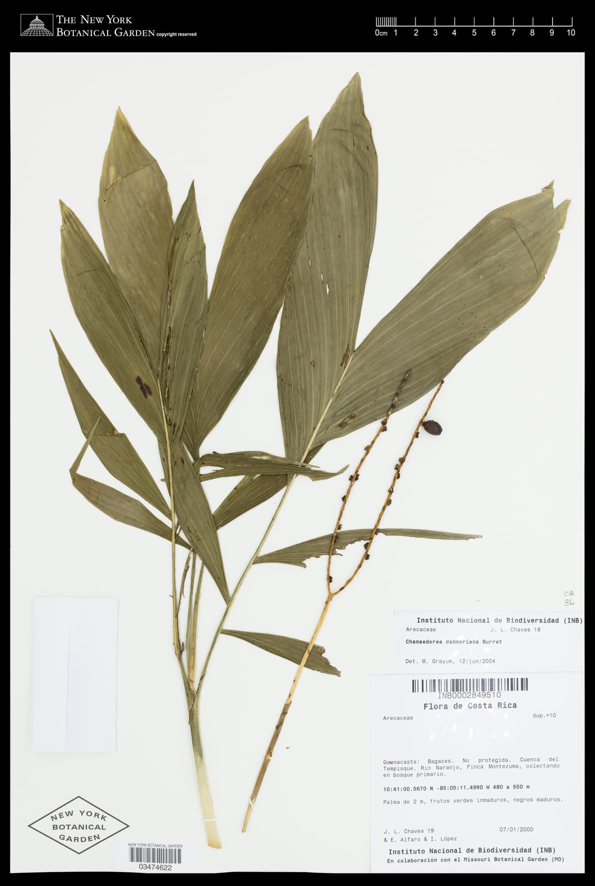 Botanical specimen of Chamaedorea Dammeriana.