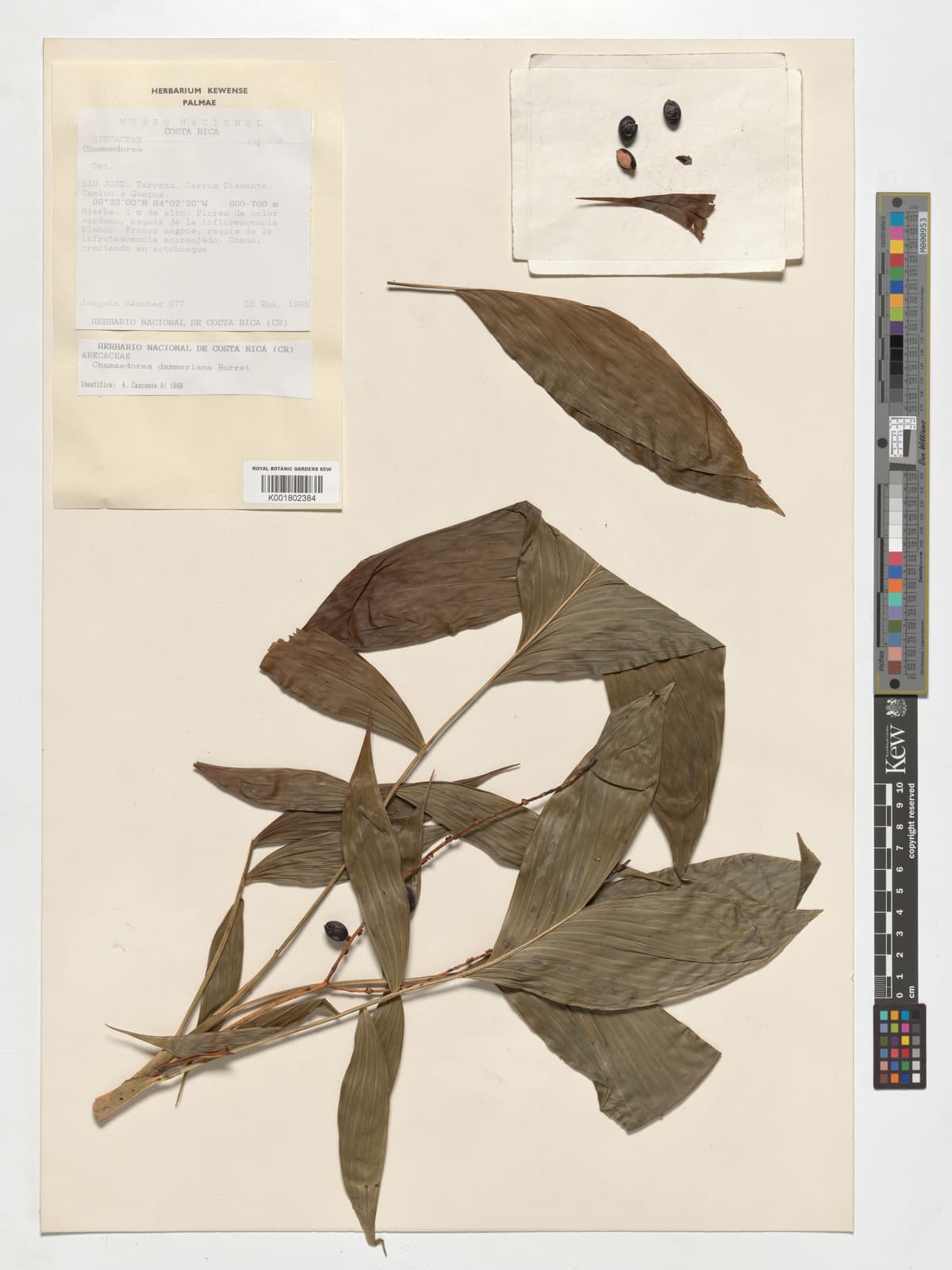 Botanical specimen of Chamaedorea Dammeriana.