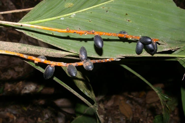 Botanical specimen of Chamaedorea Dammeriana.