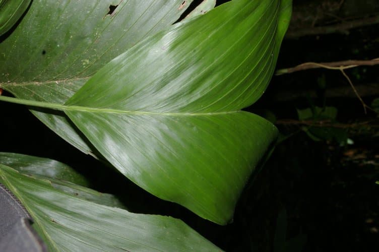 Botanical specimen of Chamaedorea Dammeriana.