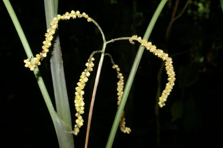 Botanical specimen of Chamaedorea Dammeriana.