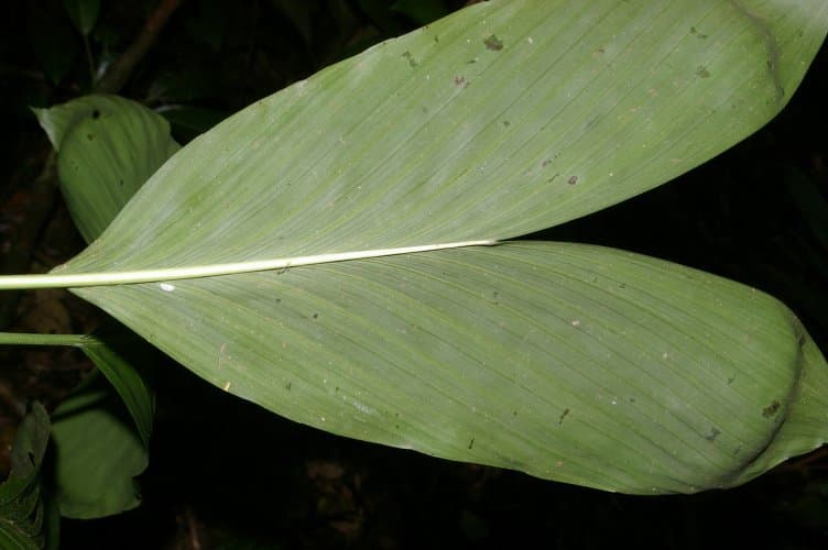 Botanical specimen of Chamaedorea Dammeriana.