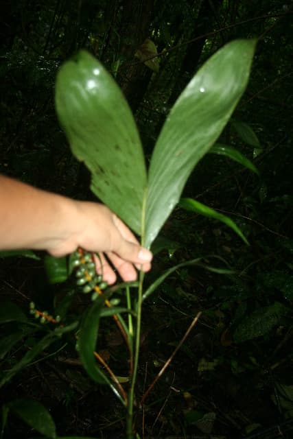 Botanical specimen of Chamaedorea Dammeriana.