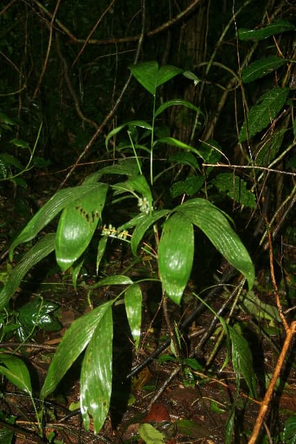 Botanical specimen of Chamaedorea Dammeriana.
