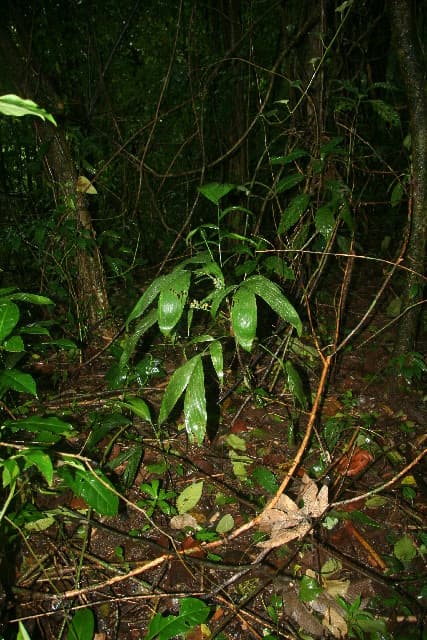 Botanical specimen of Chamaedorea Dammeriana.