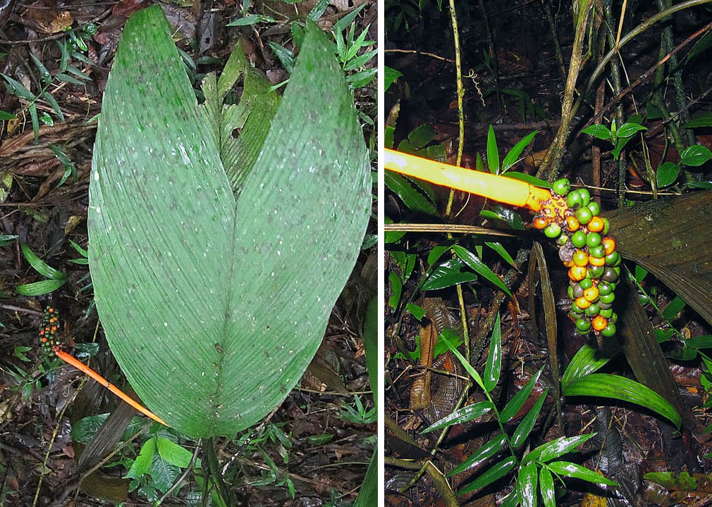 Botanical specimen of Chamaedorea Deckeriana.
