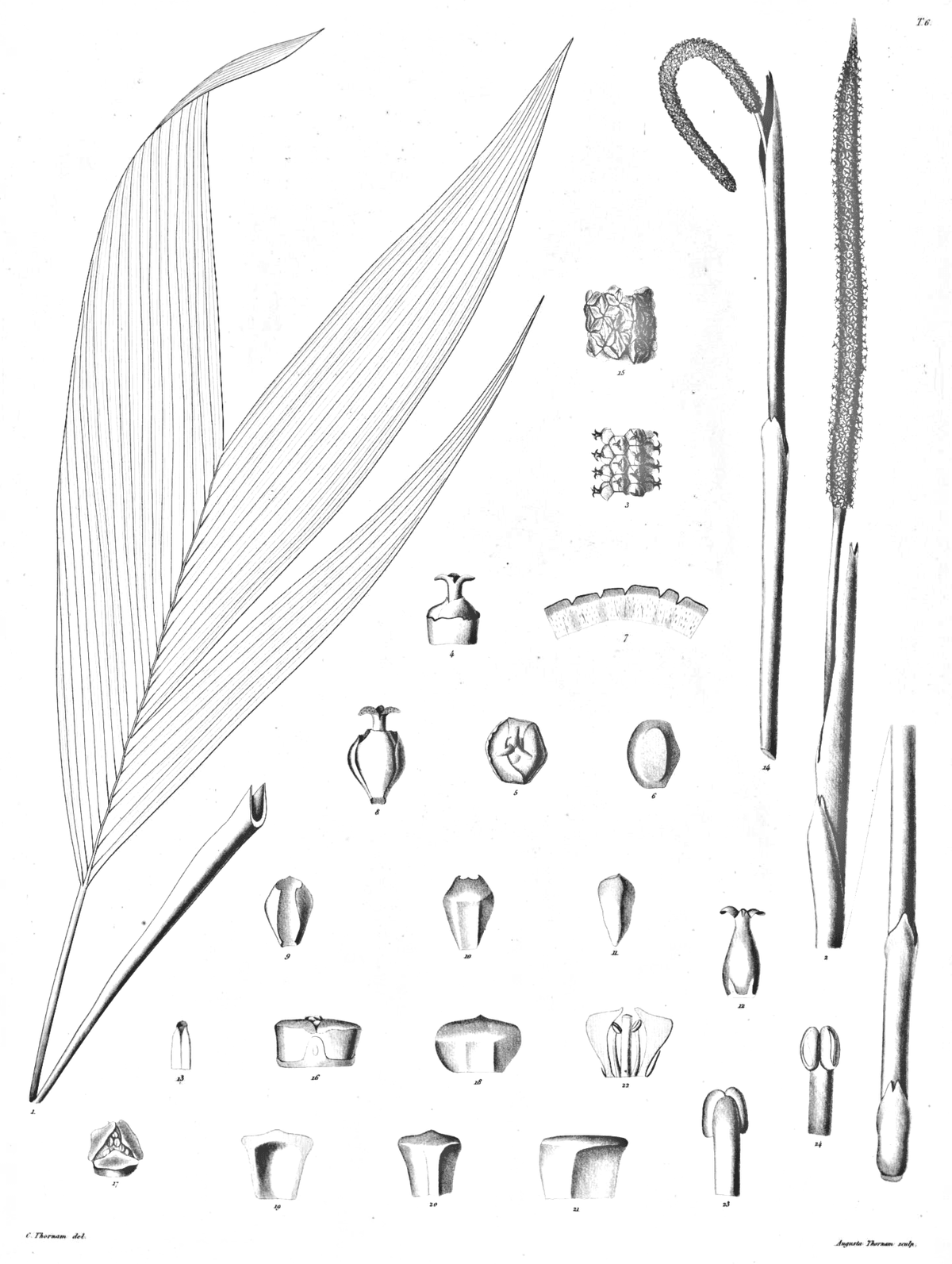 Botanical specimen of Chamaedorea Deckeriana.