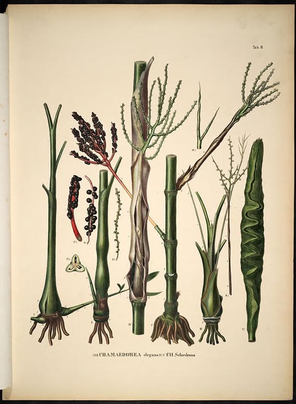 Botanical specimen of Chamaedorea Elatior.