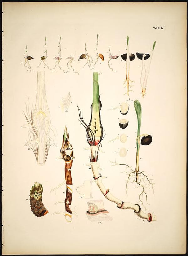 Botanical specimen of Chamaedorea Elatior.