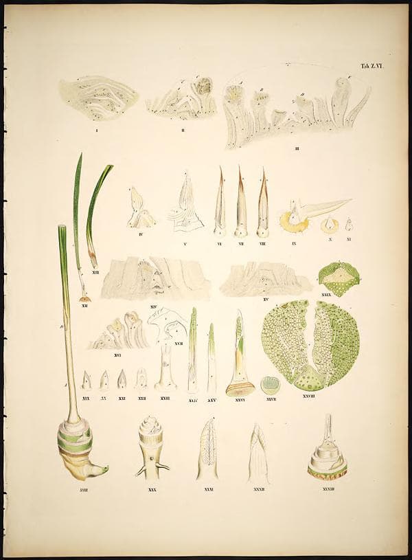 Botanical specimen of Chamaedorea Elatior.