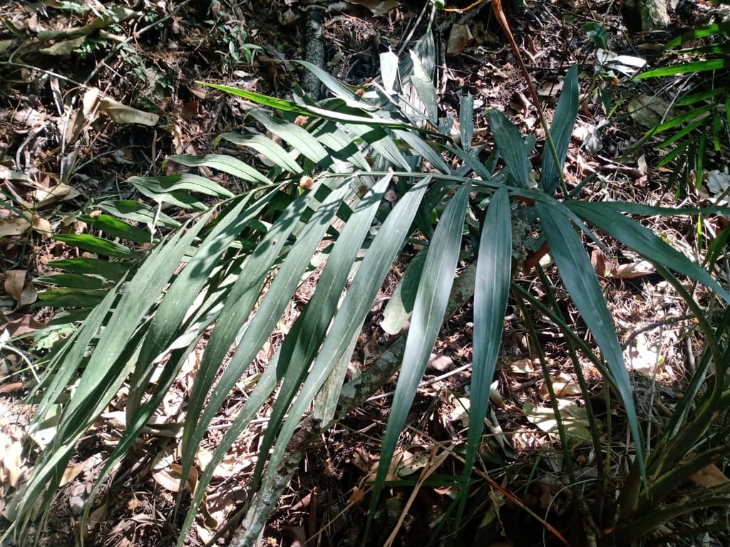 Botanical specimen of Chamaedorea Elegans.