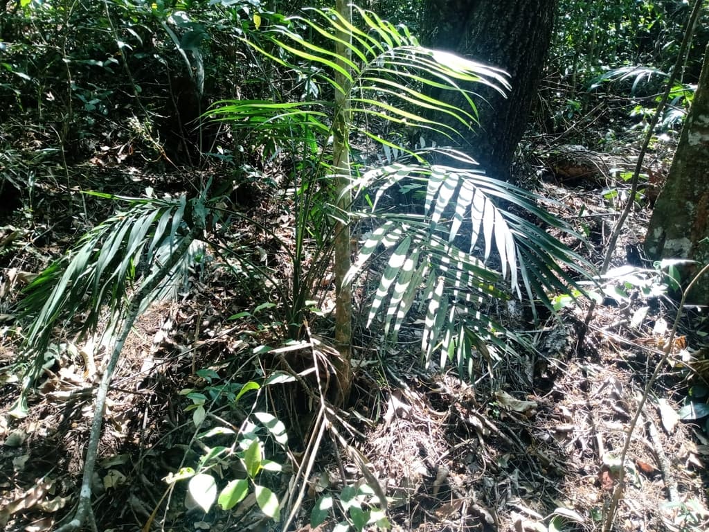 Botanical specimen of Chamaedorea Elegans.