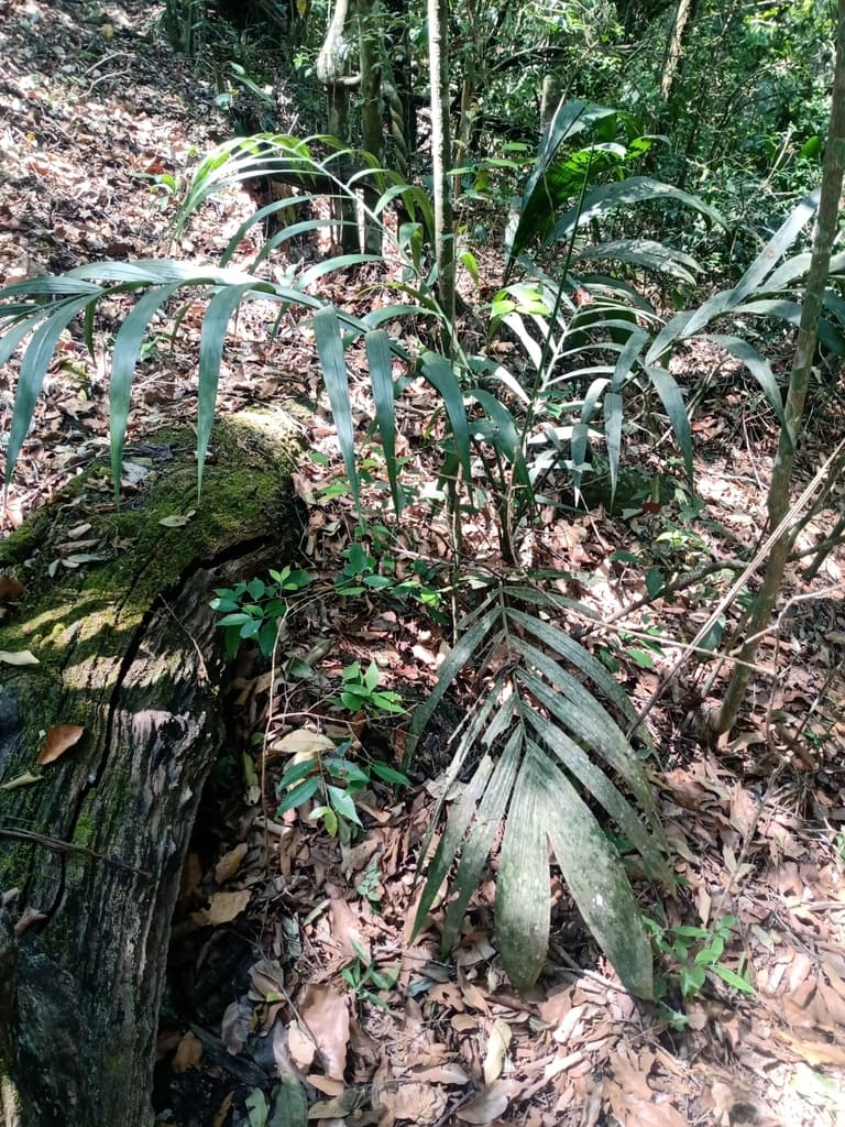 Botanical specimen of Chamaedorea Elegans.