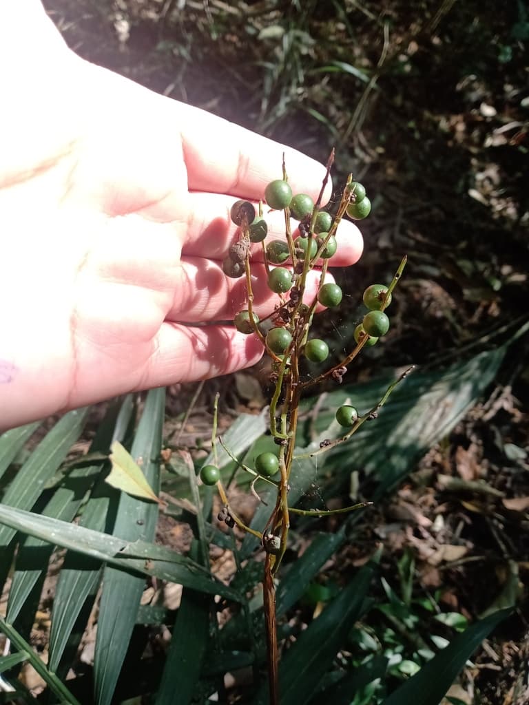 Botanical specimen of Chamaedorea Elegans.