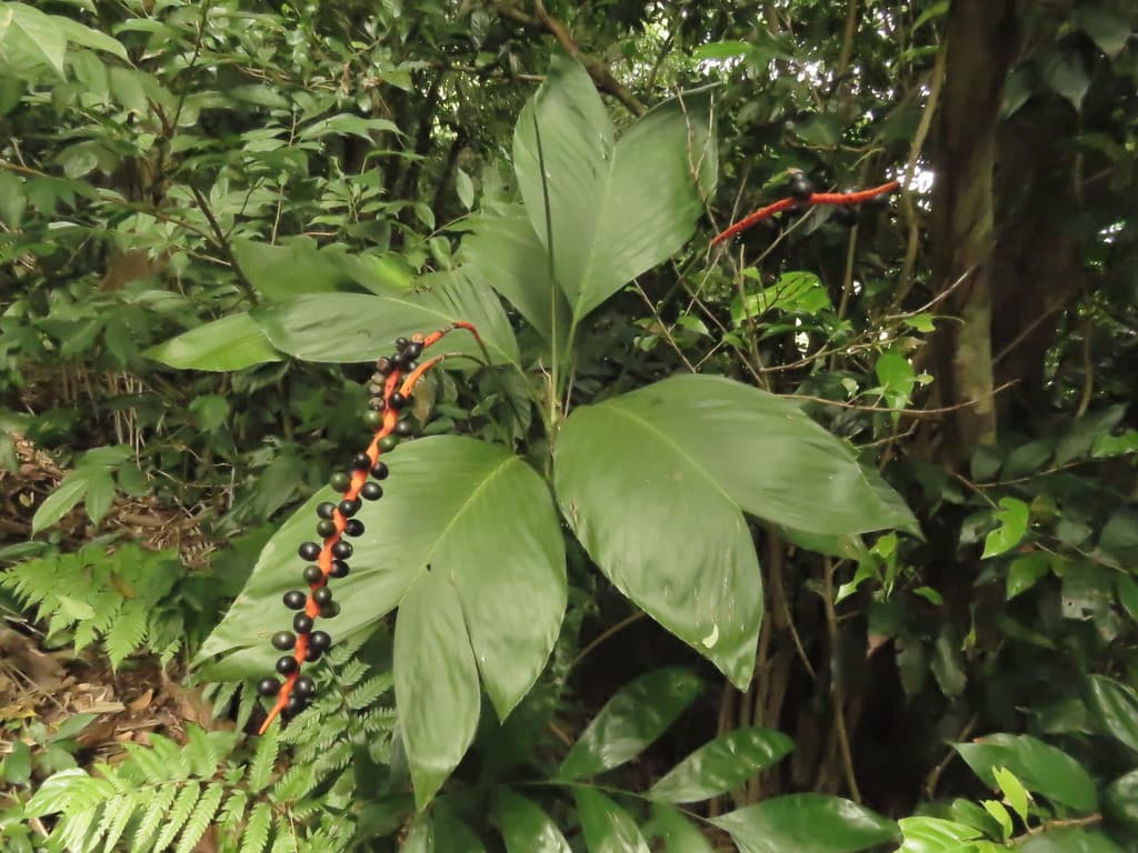 Botanical specimen of Chamaedorea Ernesti Augusti.
