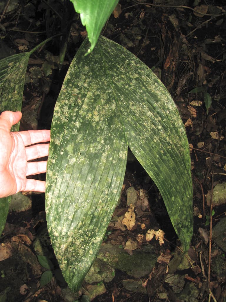 Botanical specimen of Chamaedorea Ernesti Augusti.