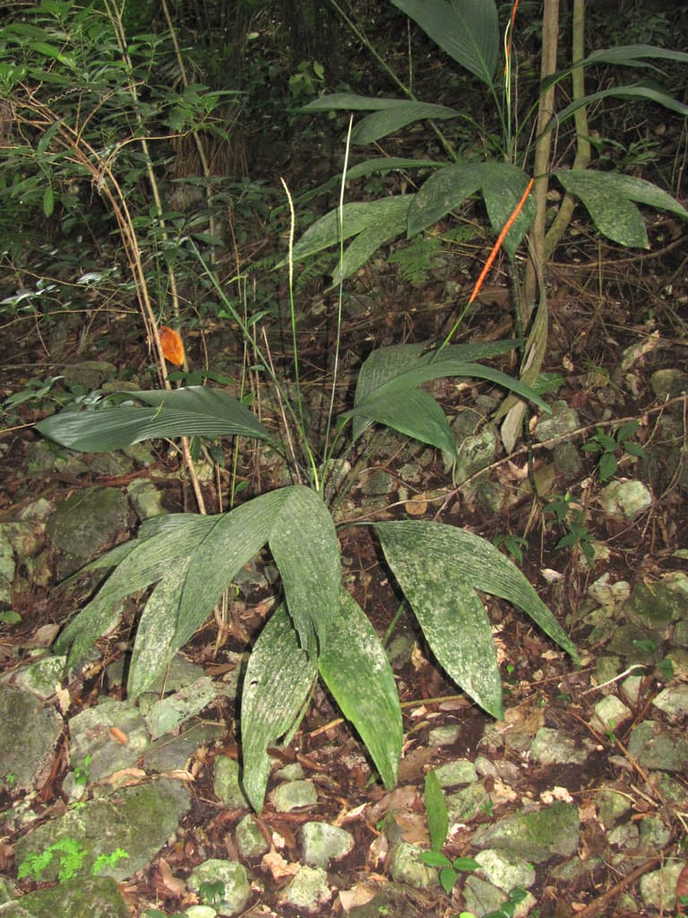 Botanical specimen of Chamaedorea Ernesti Augusti.