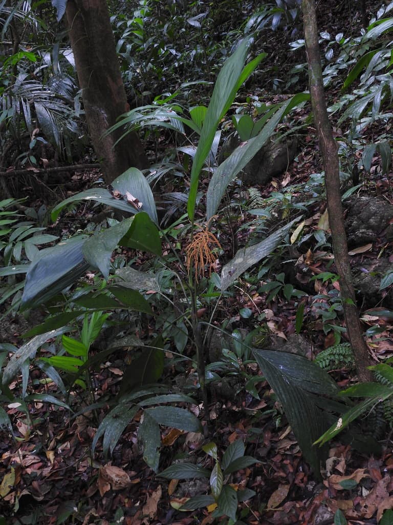 Botanical specimen of Chamaedorea Ernesti Augusti.