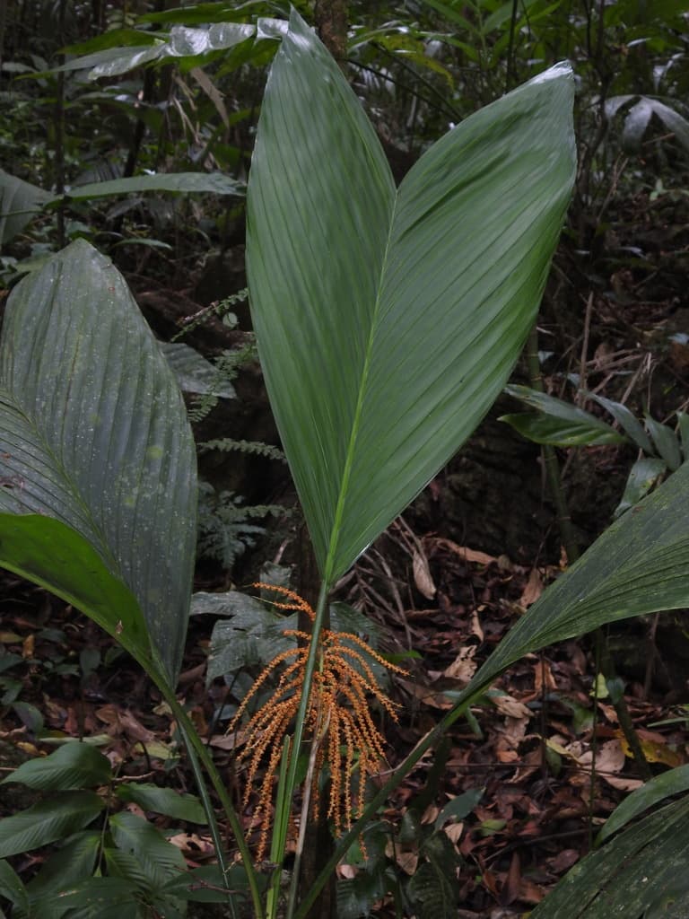 Botanical specimen of Chamaedorea Ernesti Augusti.