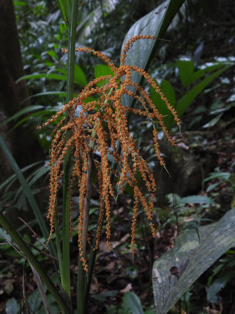 Botanical specimen of Chamaedorea Ernesti Augusti.