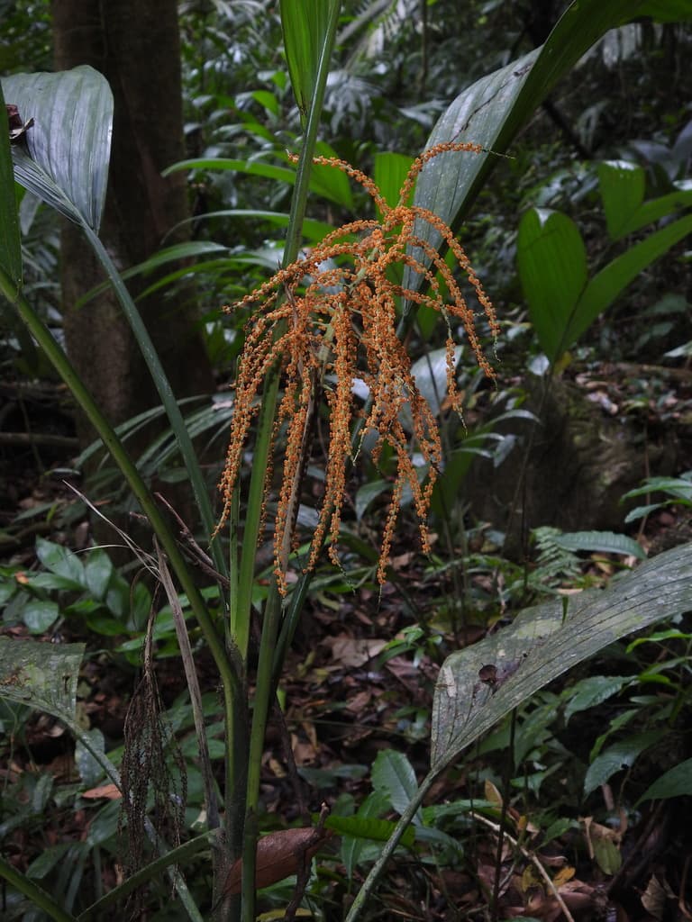 Botanical specimen of Chamaedorea Ernesti Augusti.