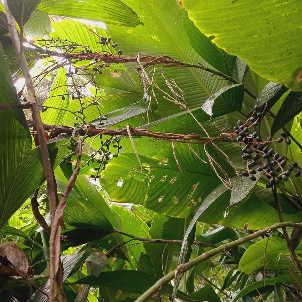 Botanical specimen of Chamaedorea Fragrans.