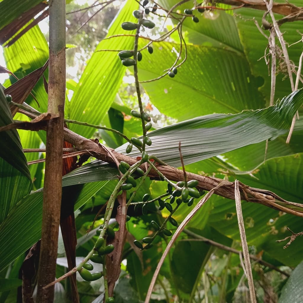 Botanical specimen of Chamaedorea Fragrans.