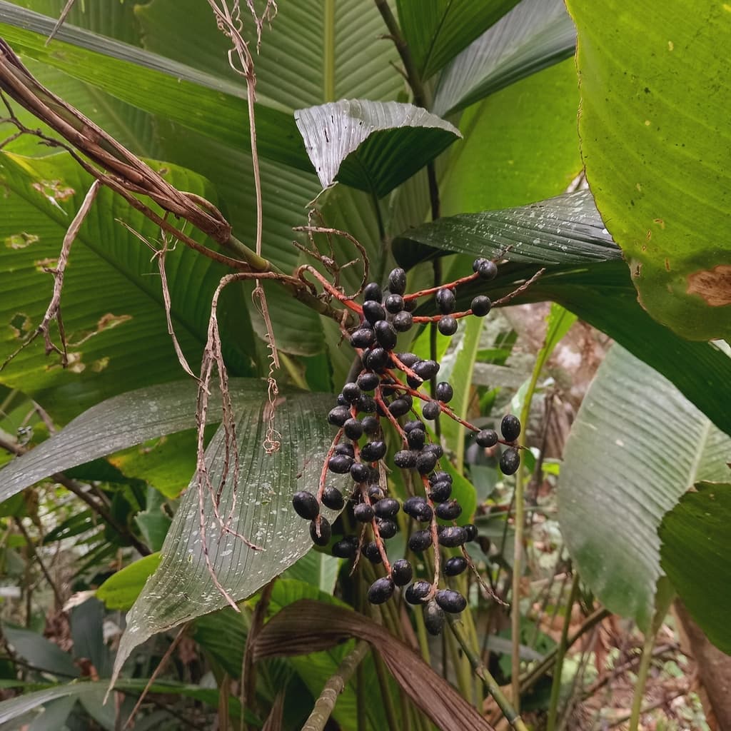 Botanical specimen of Chamaedorea Fragrans.