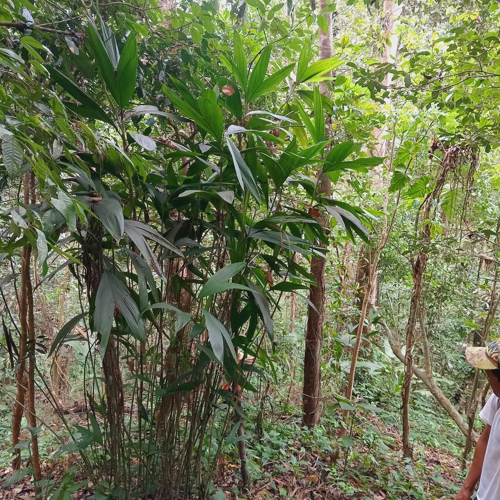 Botanical specimen of Chamaedorea Fragrans.