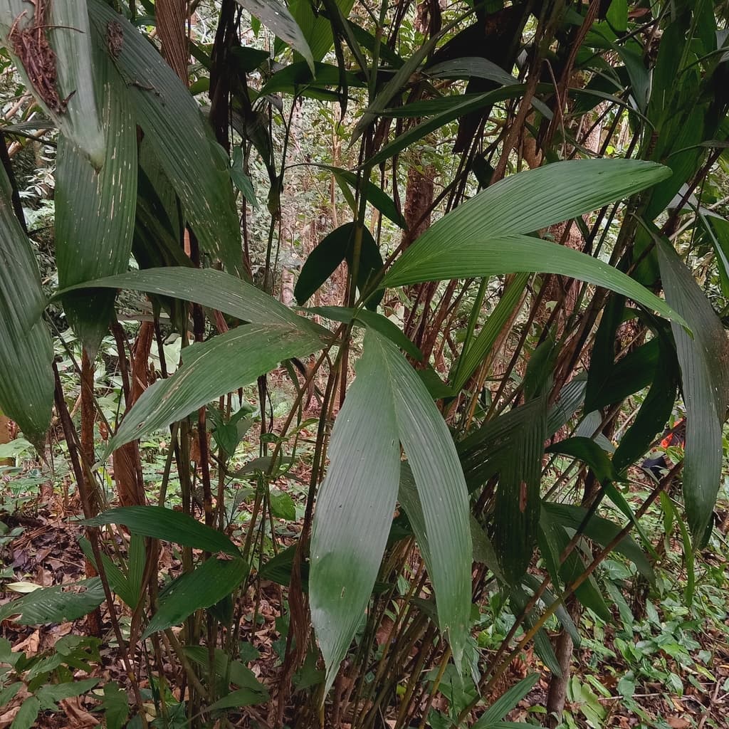 Botanical specimen of Chamaedorea Fragrans.