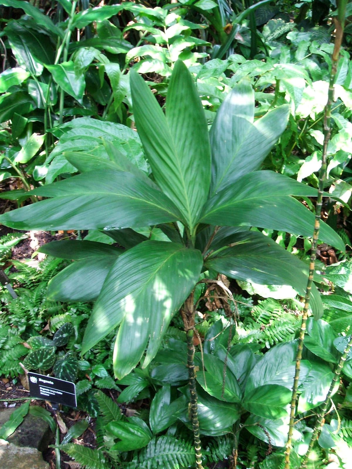 Botanical specimen of Chamaedorea Geonomiformis.