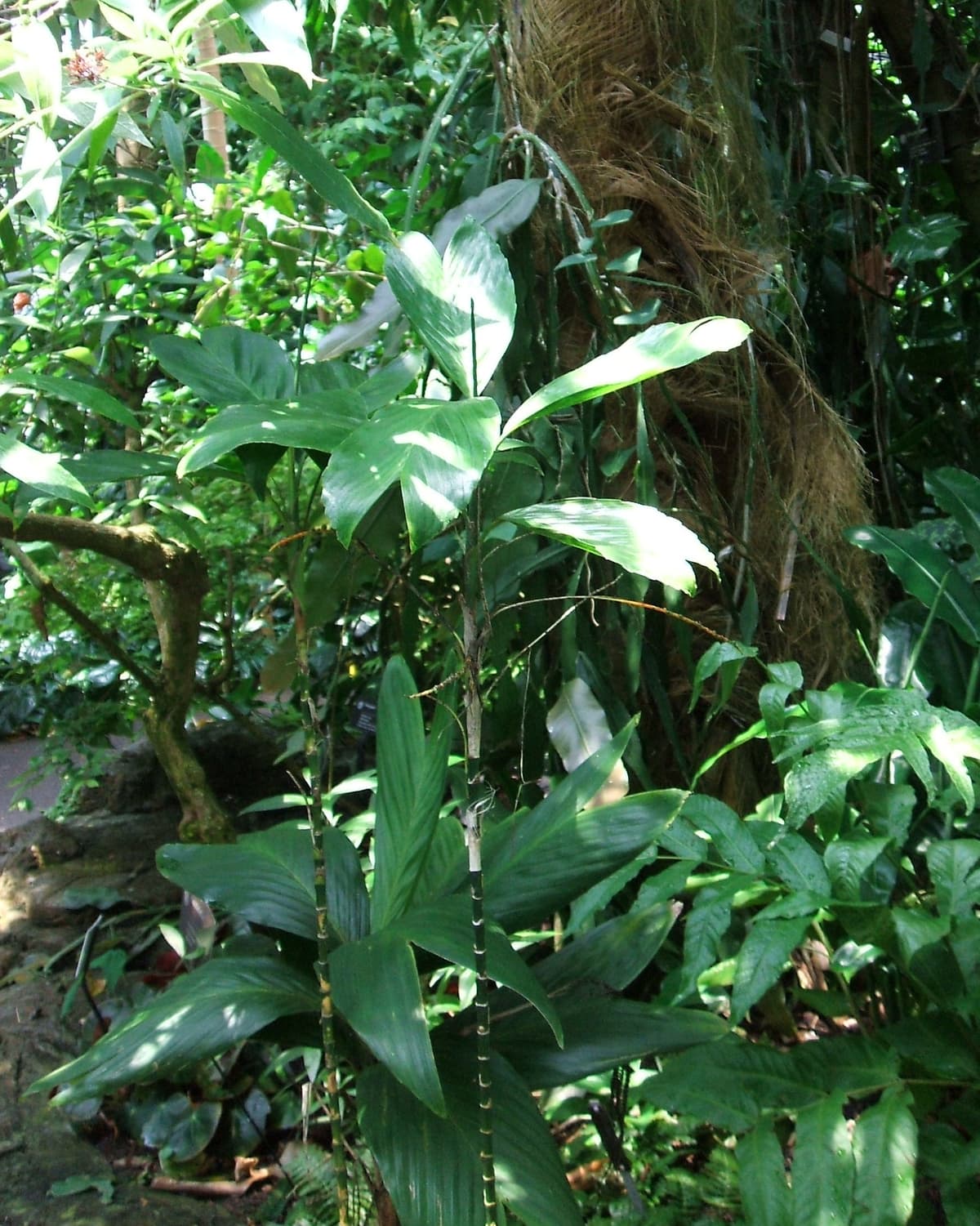 Botanical specimen of Chamaedorea Geonomiformis.