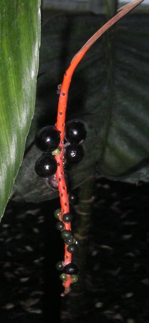 Botanical specimen of Chamaedorea Geonomiformis.