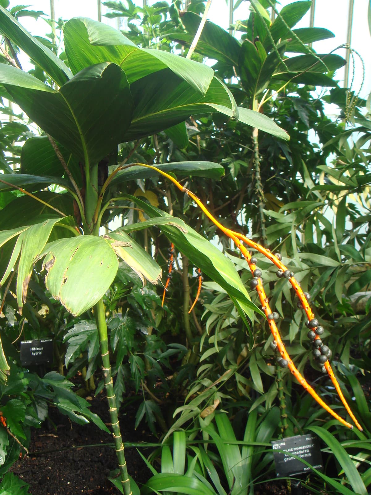 Botanical specimen of Chamaedorea Geonomiformis.