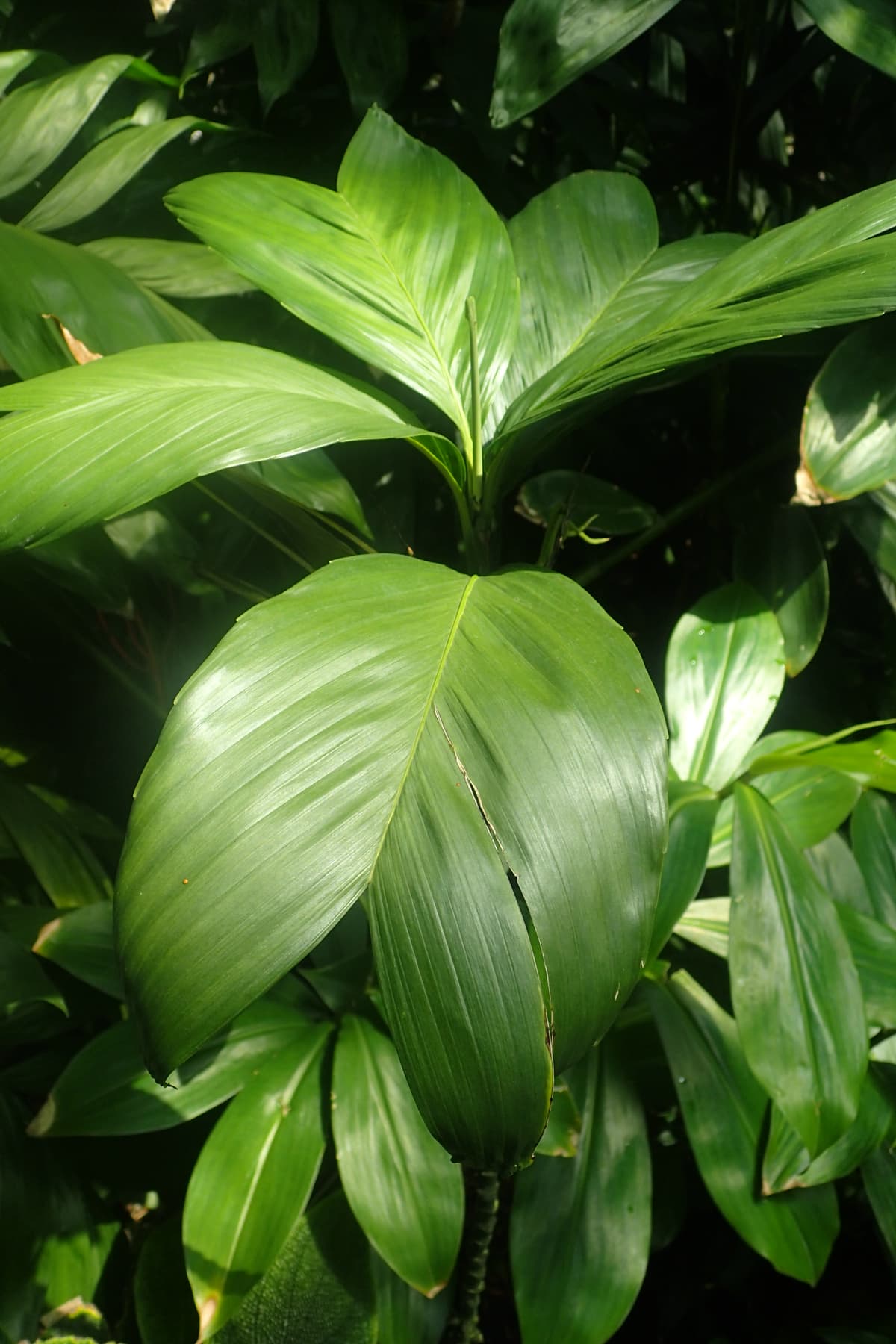 Botanical specimen of Chamaedorea Geonomiformis.