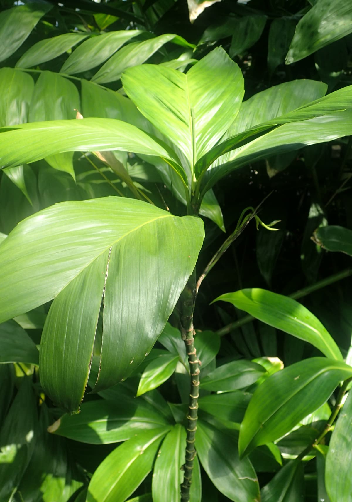 Botanical specimen of Chamaedorea Geonomiformis.