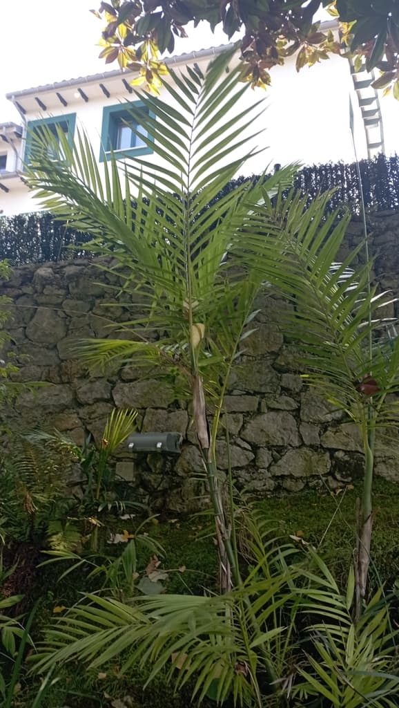 Botanical specimen of Chamaedorea Hooperiana.